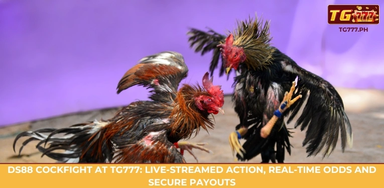 TG777 DS88 Cockfight Review: Experience the Ultimate Betting Action 3 DS88 Cockfight at TG777: HD streams, real-time odds, fair bets, and smooth gameplay