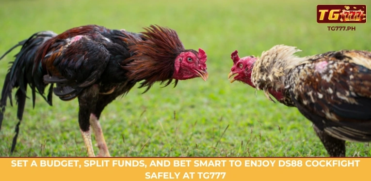 TG777 DS88 Cockfight Review: Experience the Ultimate Betting Action 4 Bet on winners, Meron/Wala, handicaps, ties, and side markets